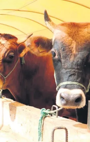 Zincir marketler kurbanlık paketlerini duyurdu! İşte fiyatlar ve indirim imkanları