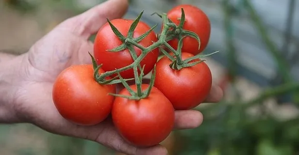 Bakan Pakdemirli'den domates ihracatında kota açıklaması