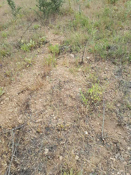 denizlide-1-ton-kekik-tarladan-calindi-1-yillik-emegimiz-ortadan-kayboldu-1592836418556.jpg Denizli'de 1 ton kekik, tarladan çalındı: 1 yıllık emeğimiz ortadan kayboldu-1