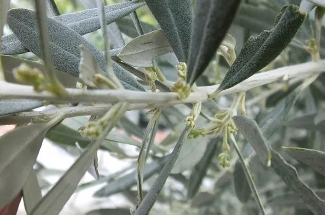 Son dakika: Koronavirüs tedavisinde zeytin yaprağı mucizesi!