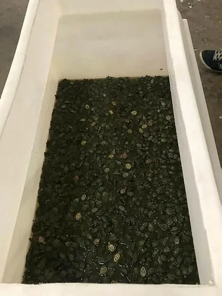 Türkiye'ye kaçak sokulmak istenen 2 bin 500 su kaplumbağası yakalandı-1
