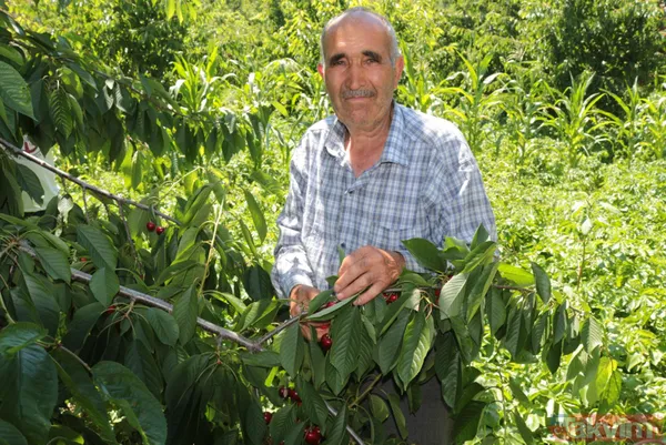 Balıkesir Bigadiç'te 650 rakımlı mahallede yetişen kirazın kilosu bahçede 2 lira pazarda 15 lira - 3