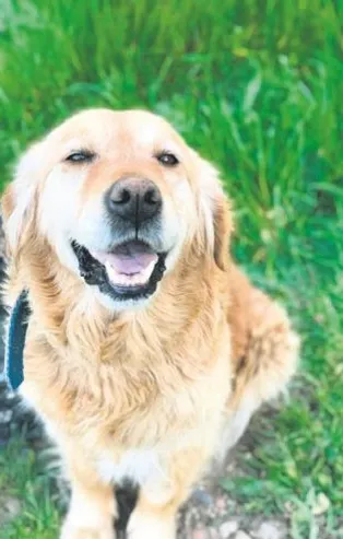 Denizli'de bir garip köpek davası