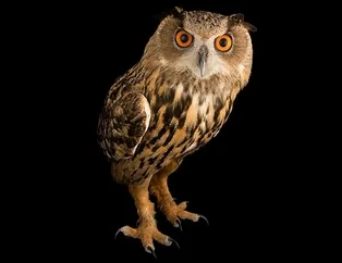 Türkiye futbol klüplerinin simgeleri...