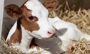 -buzagi-destegi-2022-ne-kadar-oldu-buzagi-destegi-ne-zaman-yatacak-buzagi-malak-manda-1666253980848.jpg 🐂 Buzağı desteği 2022 ne kadar oldu? Buzağı desteği ne zaman yatacak? Buzağı, malak, manda...-3