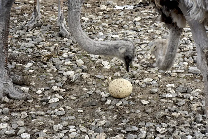 mimar-sinan-ve-ibn-i-sinanin-muhtesem-dedigi-besin-tam-bir-kalsiyum-deposu-1703162003893.jpg Mimar Sinan ve İbn-i Sina'nın muhteşem dediği besin! Tam bir kalsiyum deposu-4