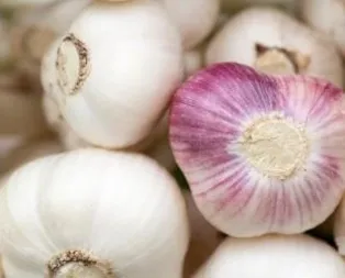 Taşköprü sarımsağı reçel oldu