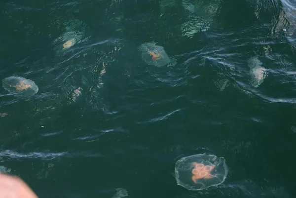 marmara-denizinde-korkutan-manzara-musilajdan-sonra-simdi-de-deniz-anasi-1639142199794.jpg Marmara Denizi'nde korkutan manzara! Müsilajdan sonra şimdi de deniz anası-8