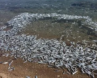 Bozcaada’da yüzlerce balık sahile vurdu