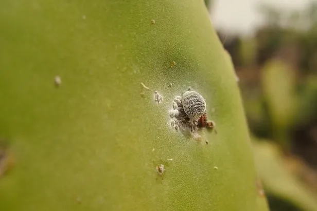 Farkında olmadan binlerce böcek yiyoruz! Karmin Böceği nedir? e120 kodunun anlamı nedir?-1