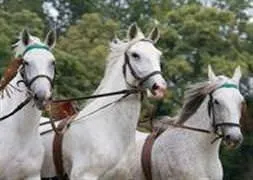 Atlar insanları ezdi