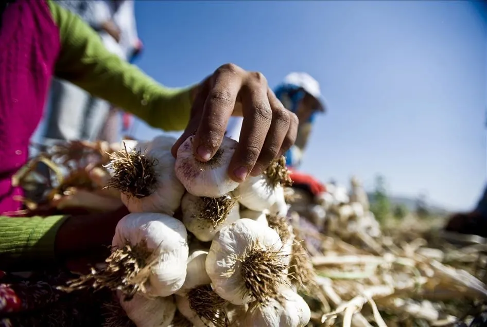 Kalp dostu sarımsak