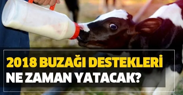 Tarih Aciklandi Buzagi Destekleri Ne Zaman Yatacak 2018 2 Donem Buzagi Destek Odemeleri Ne Zaman Takvim