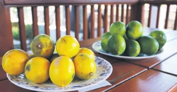 Çöp limonu bize sattılar