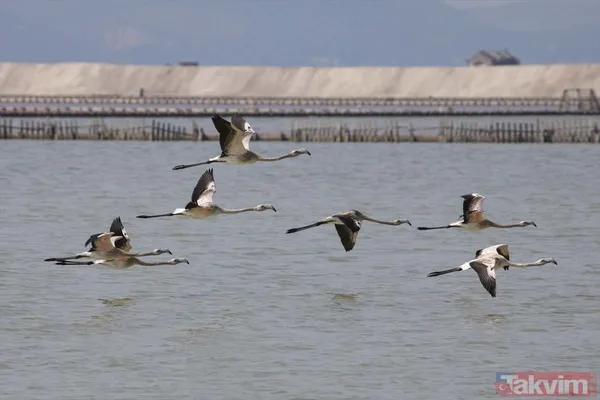 Minik allı turnalar (flamingolar) uçmayı İzmir Kuş Cenneti'ndeki doğal kreşte öğreniyorlar - 20