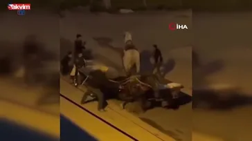 Adana'da masum atlara kırbaçlı işkence