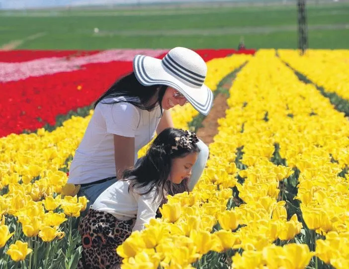 Laleler yalnız kaldı!