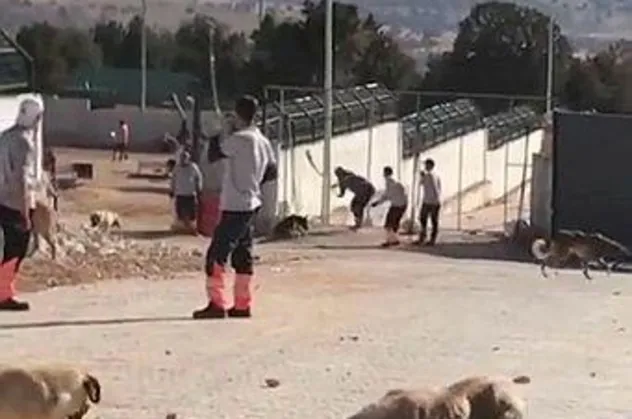 Tarım ve Orman Bakanlığından Konya'daki köpeğe eziyetle ilgili flaş açıklama: Titizlikle takip edilecek