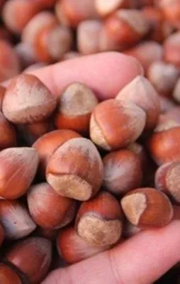 Fındık üreticilerine iyi haber!