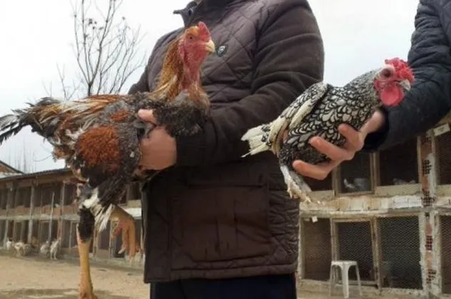 Dünyanın en büyük tavukları görenleri şaşırtıyor