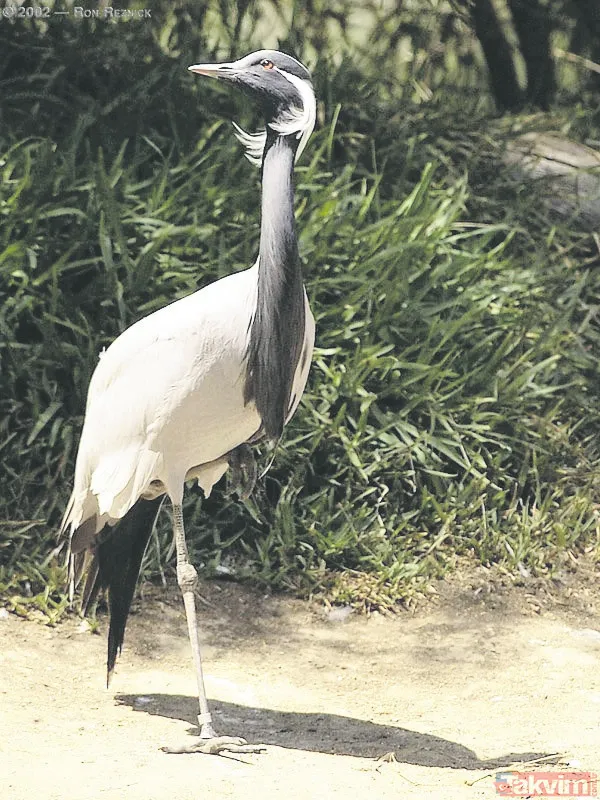 Türkiye'de 17 yıl sonra bir ilk! Telli turnalar yuva kurdu - 19
