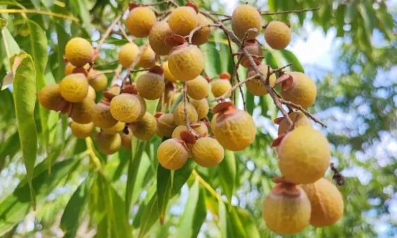 sadece-adanada-var-turkiyenin-deterjan-ve-guzellik-sirri-oldu-1764094609807.jpg Sadece Adana'da Var! Türkiye'nin Deterjan ve Güzellik Sırrı Oldu-5