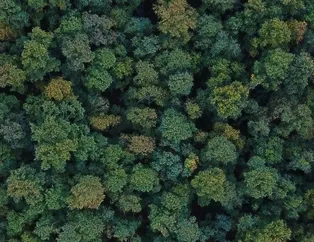 Türkiye’deki orman varlığı arttı