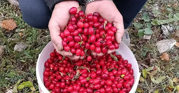 Enfeksiyona kızılcık