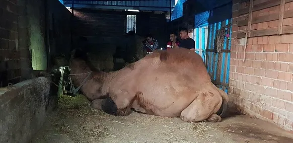Bakıcısını öldüren deve kasaplara emanet edildi-1
