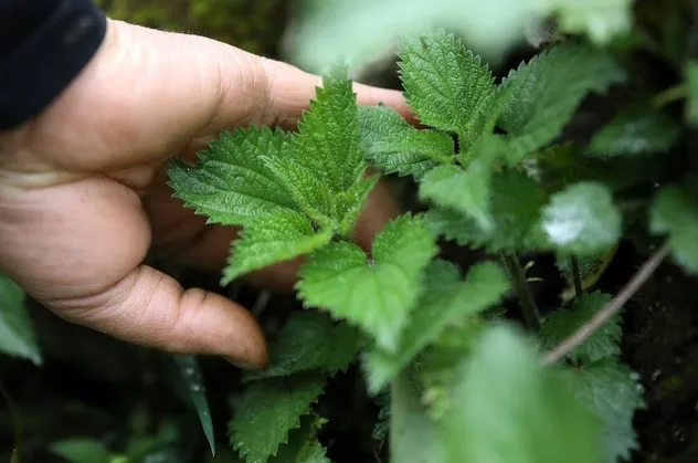Ağrı kesici ısırgan otu