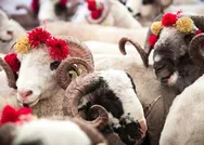 Kurban kesene et verilir mi? Kurban kesene ne denir, Allah kabul etsin denir mi? Kimler kurban kesmekle yükümlüdür? Kadınlar kurban kesebilir mi?