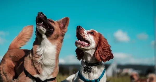 Rüyada köpekten kaçmak ne anlama gelir? Rüyada köpekten kaçmak neye