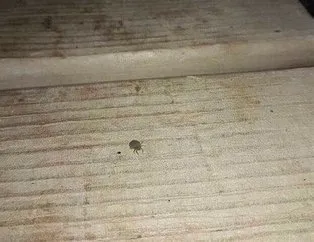 O ilçede kene paniği!