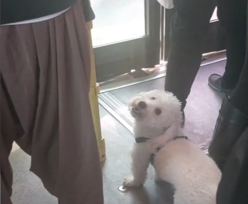 istanbulda-bir-kopektapar-vakasi-daha-dolu-metrobuste-engelli-koltuguna-finosunu-oturttu-1772723845114.jpeg İstanbul'da bir "köpektapar" vakası daha! Dolu metrobüste engelli koltuğuna finosunu oturttu-4