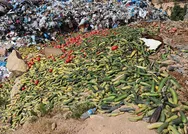 Antalyada tonlarca sebzenin çöpe dökülmesiyle olayıyla ilgili açıklama