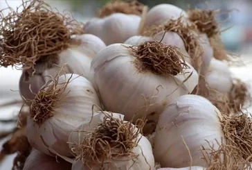 Sarımsak kalpten anlar