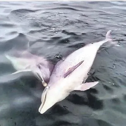 6 gün başından ayrılmadı