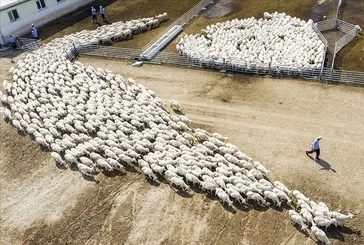 TİGEM 2025 işçi alımı kura takvimi: Tarım İşletmeleri Genel Müdürlüğü 306 işçi alımı kura sonuçları ne zaman açıklanacak?