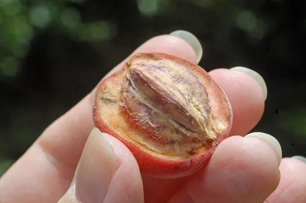 'Blushwood' meyvesi kanseri silip süpürüyor! Blushwood meyvesinin sağlığa faydaları neler?