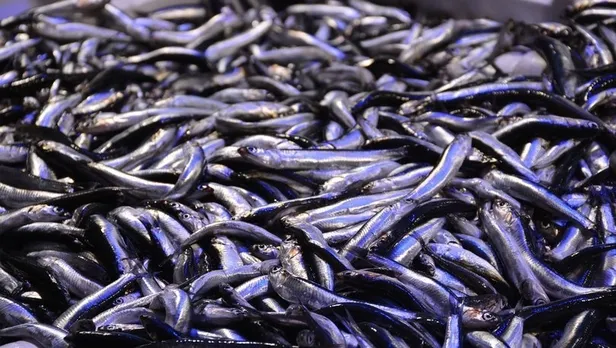 30 liraya kadar çıkmıştı! Hamsinin fiyatı şaşırttı-5