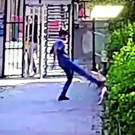Son dakika: Küçükçekmece'de pitbull dehşeti! Saniyeler içinde parçaladı-2