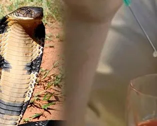 kobranin zehrini insan kanina