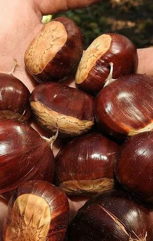 Kolestrole kestane...