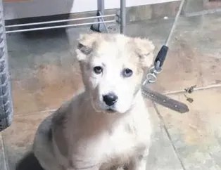 Arama ’hera’katı