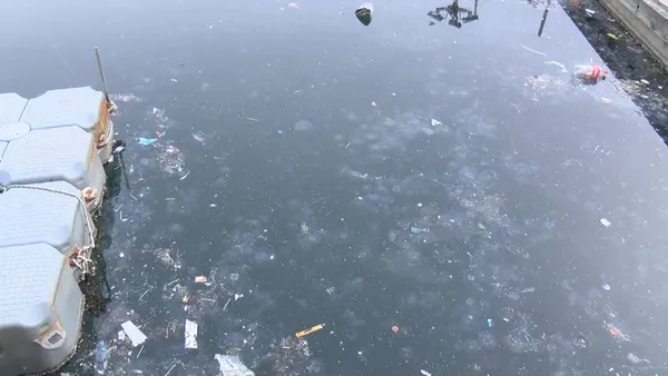 1639473085125.jpg Marmara'da büyük tehlike! Denizanası istilası başladı! Uzman isimden korkutan uyarı geldi-6
