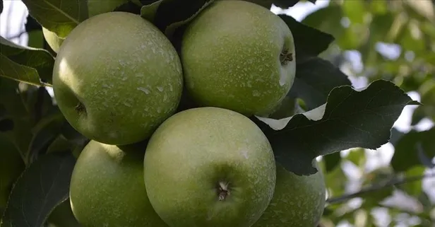 Yeşil elma gençleştirir