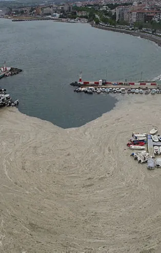 Marmara Denizi ölüyor! Felakete dikkat çektiler! Deniz salyası...
