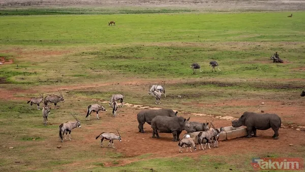 Dünyanın en tehlikeli 10 hayvanı açıklandı! Zirvedeki canlının tek ısırığı yetiyor - 2