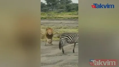 Vahşi doğada aslanın radarına giren talihsiz zebra dikkatsizliğinin kurbanı oldu! Önce pençe vurdu sonra diş geçirdi