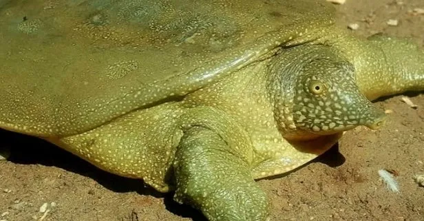 Nesli tükenme tehlikesi altında olan Fırat kaplumbağası Adıyaman’da görüntülendi